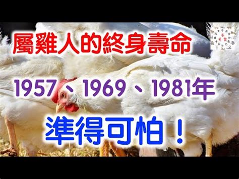 辛酉雞|【1981屬】1981屬雞帶你一秒看懂！五行缺什麼、運勢解讀一次。